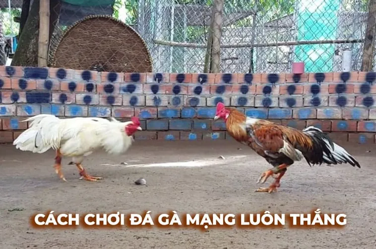 Bí Kíp Chơi Đá Gà Sabong Tại 88Goals Luôn Thắng Từ Cao Thủ
