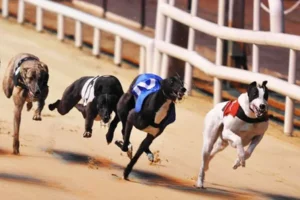 Bí Kíp Chơi Game Nhanh Đua Chó Tại 88Goals Thắng Lớn Mỗi Ngày